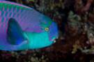 Indian Ocean Parrotfish