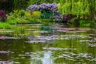 A garden in Giverny