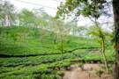Assam Tea Estate