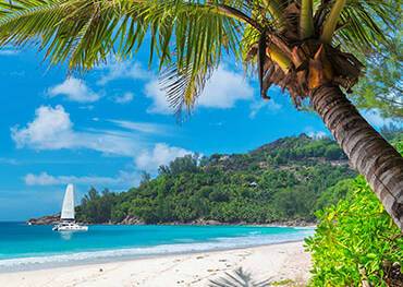 A panoramic view of a palm tree on a beach