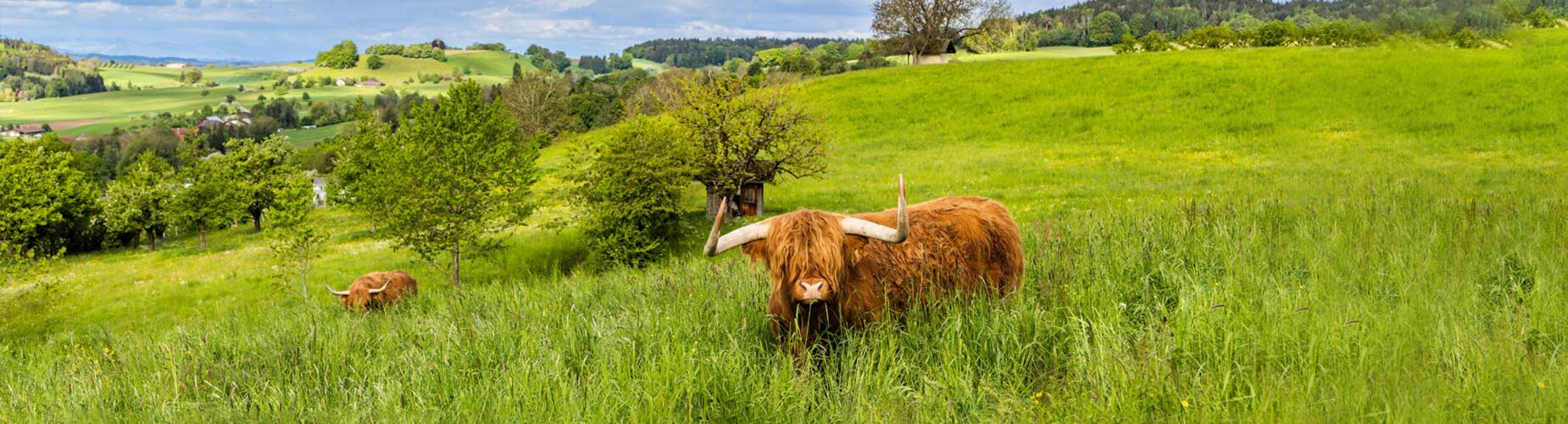 Scotland