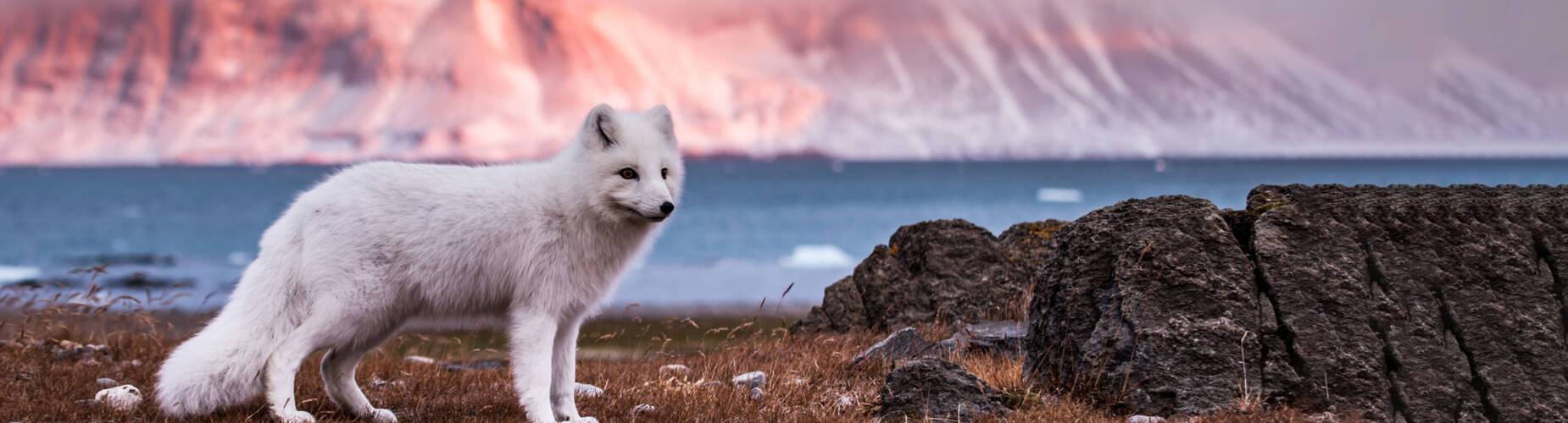 Arctic Fox