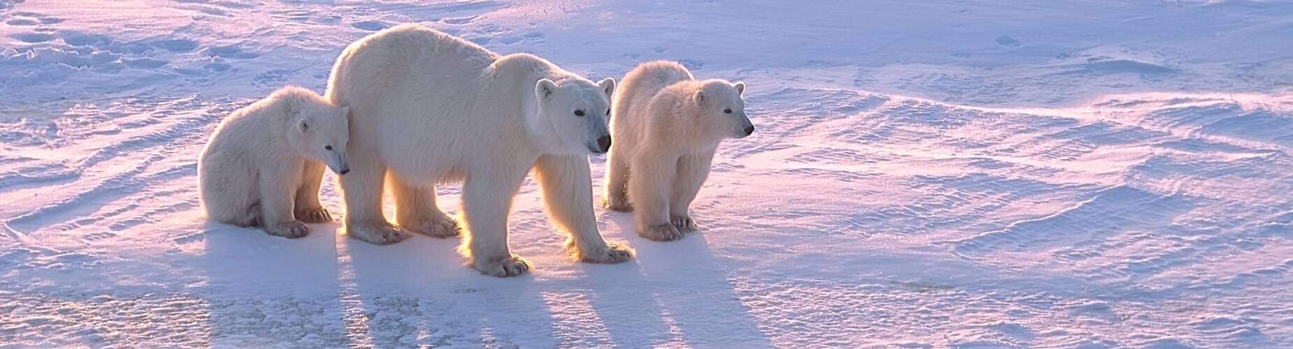 Polar Bears