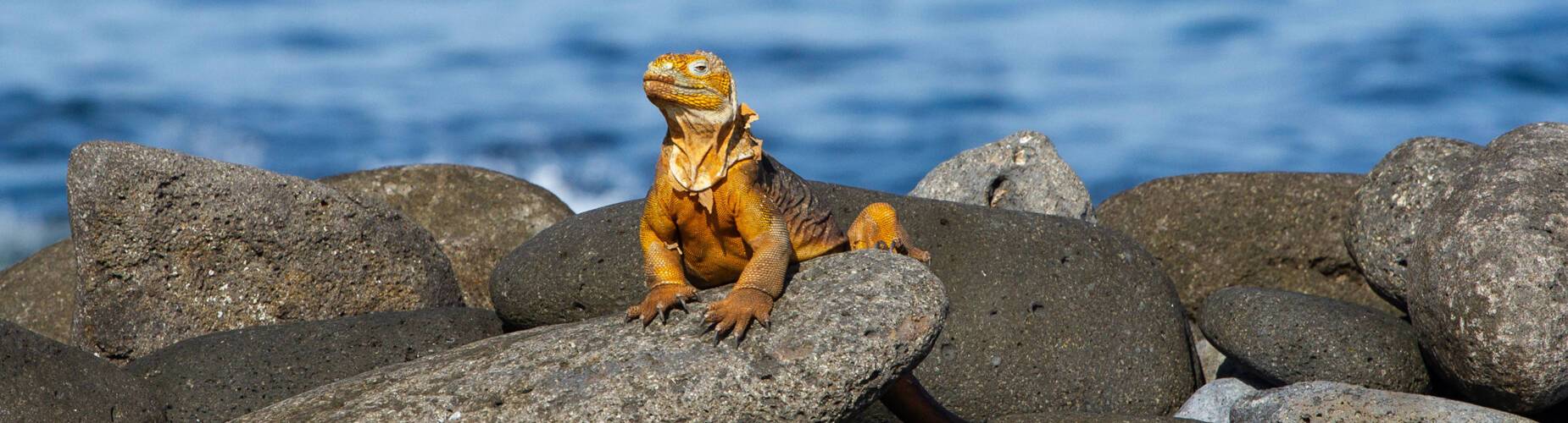 Galapagos