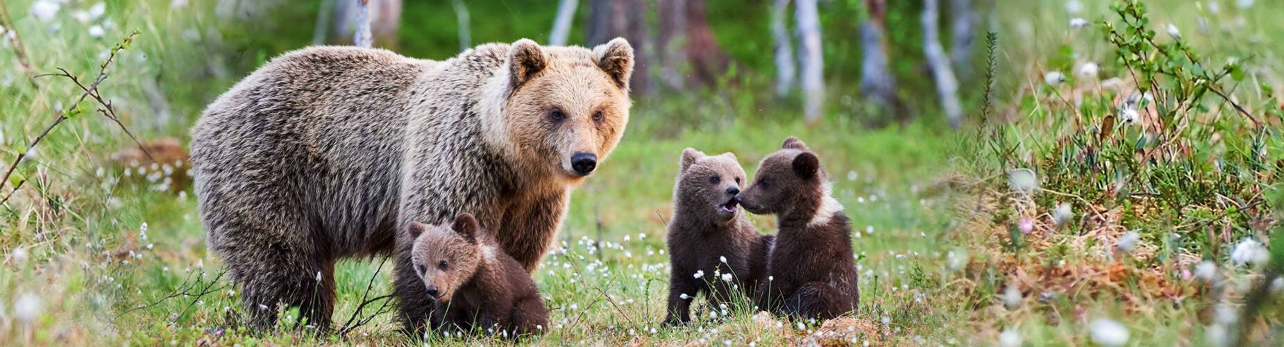 Alaska Bears