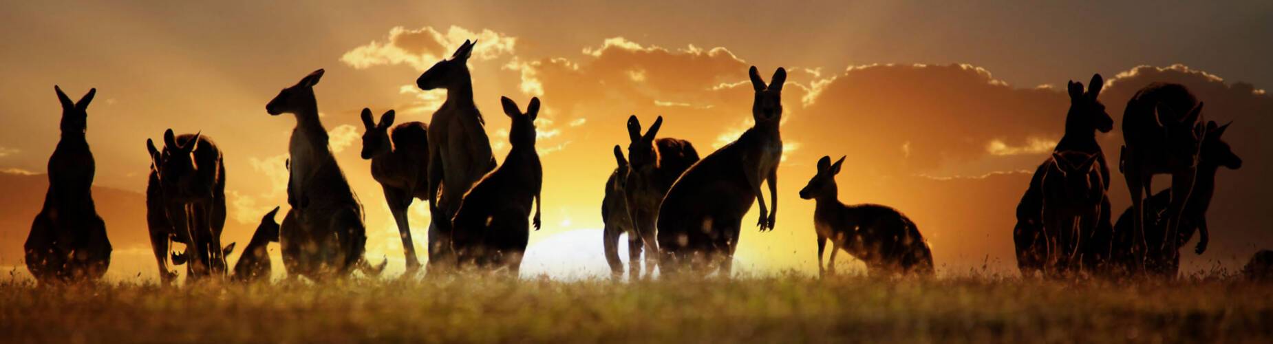 Kangaroo