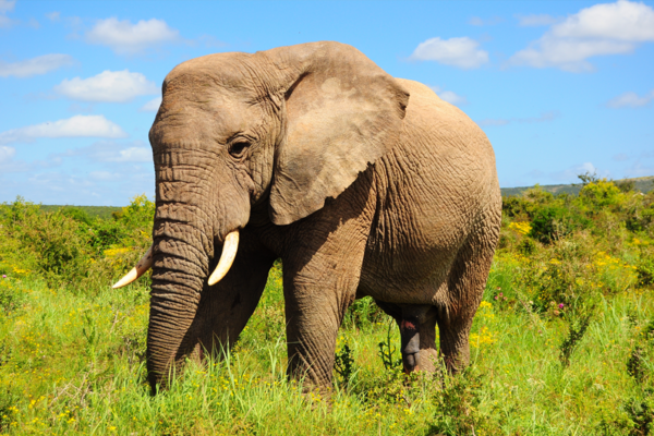 Elephant, South Africa