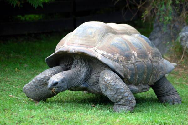 Galapagos Tortoise