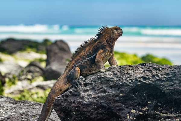 Marine Iguana