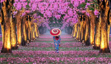ROL Cruise
