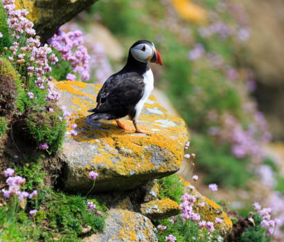 Puffin