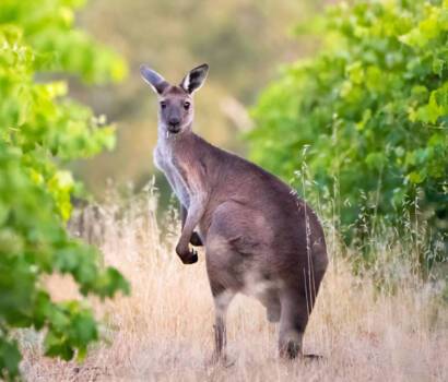 Kangaroo