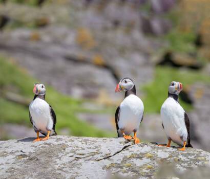 Puffins